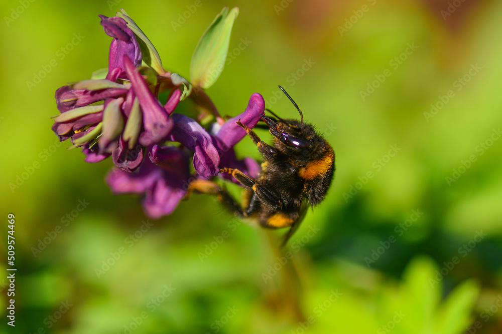 Fototapeta premium Bumblebee drinking nectar from purple flower Corydalis cava