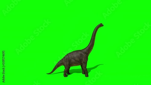 Brachiosaurus, sauropod walking and eating leaves from trees. Green screen background. The Jurassic Period, Mesozoic era. 3d rendering