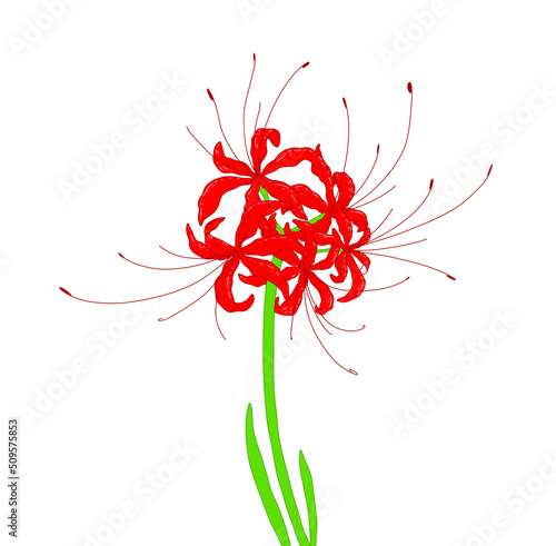 red flower Lycoris (plant), illustration of red Hurricane lilies, bright color with green leaves and long stamens. spider lily from asia photo