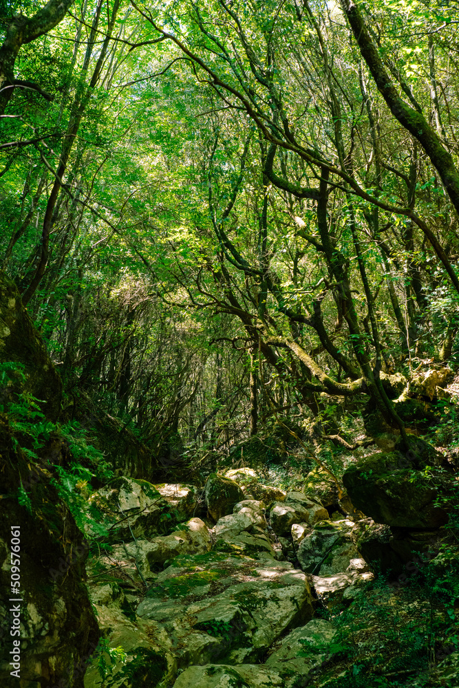 Naklejka premium Oak forest in Corfu Greece. Part of Corfu trail. Footpath.