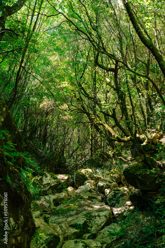 Oak forest in Corfu Greece. Part of Corfu trail. Footpath.