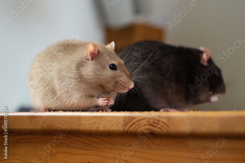 Two cute pet rats sitting on table and eating food at home. Close up portrait of fluffy brown beige and black fancy rats