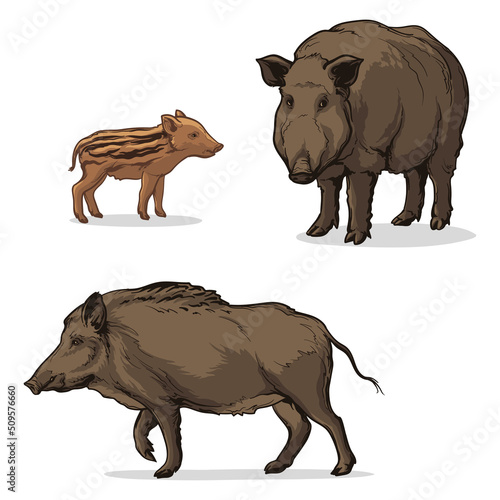 Wild boar and wild piglet. Vector set of boars, isolated on a white background.