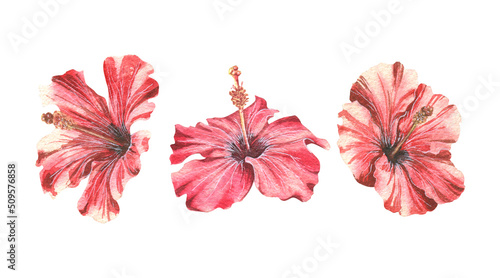 Hibiscus flowers, several isolated objects on a white background from a large set of CUBA. Watercolor illustration. For design, decoration, compositions of postcards, posters, stickers, prints