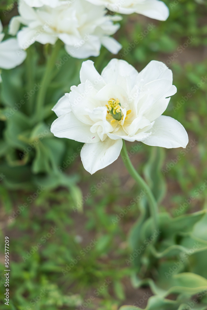 White tulip in a field, close-up White tulip in a field, close-up