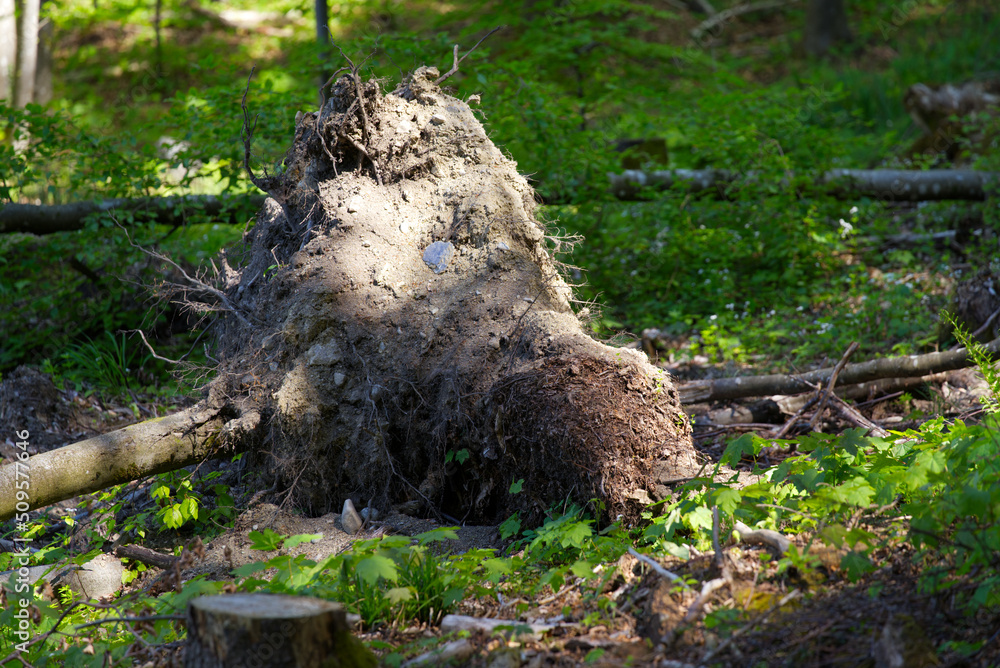 Fototapeta premium Fallen tree in the woods at City of Zürich on a sunny spring day. Photo taken May 18th, 2022, Zurich, Switzerland.