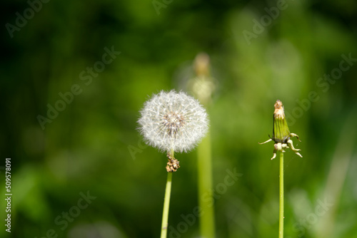 Close-up of dandelion flower with seeds at forest at City of Z  rich on a sunny spring day. Photo taken May 18th  2022  Zurich  Switzerland.