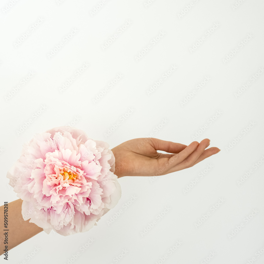 Female hand with pink peony flower showing, holding, presenting gesture on isolated white background. Feminine minimalistic product mock up. Beauty skincare cosmetology composition with copy space.