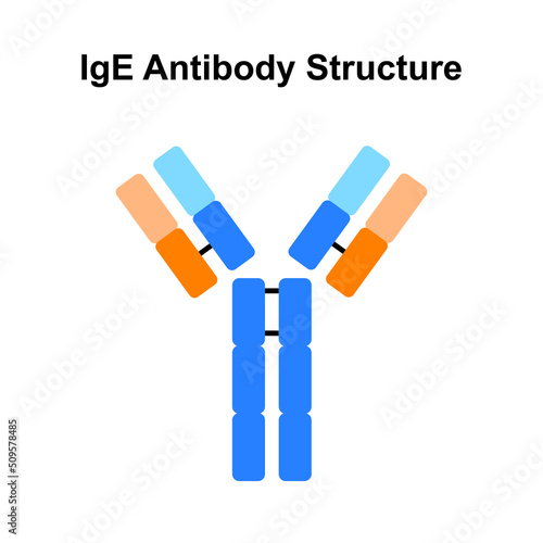 Scientific Designing IgE Antibody Structure. Colorful Symbols. Vector Illustration. photo
