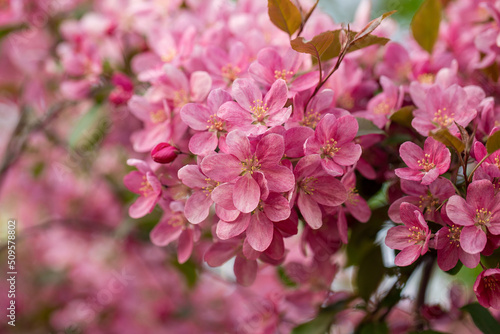 Close-up of a blooming apple tree in the park, a small erect tree with clusters of fragrant pink flowers.
