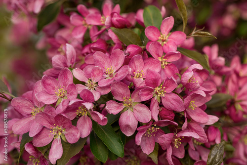 Bright fresh pink apple flowers in spring garden.