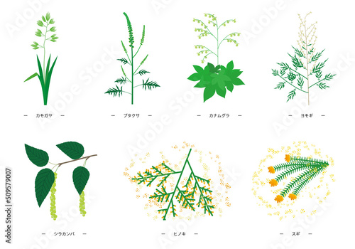 7種類の主な花粉症のアレルゲン植物のイラスト