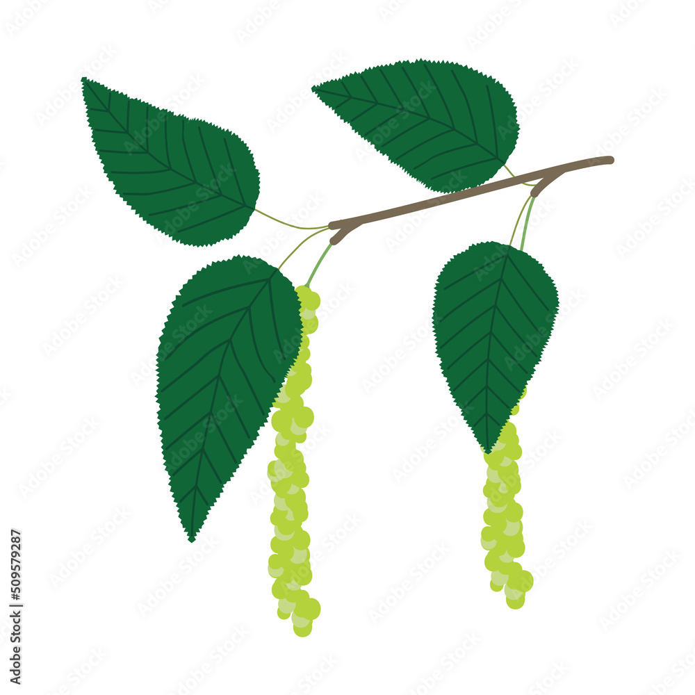 Fototapeta premium シラカンバ 花粉症のアレルゲン植物のイラスト