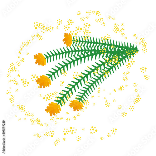 スギ　花粉症のアレルゲン植物のイラスト