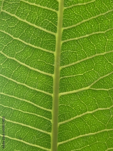 green leaf texture