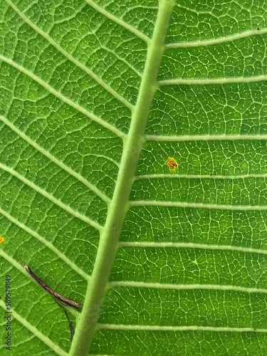 macro leaf close up green