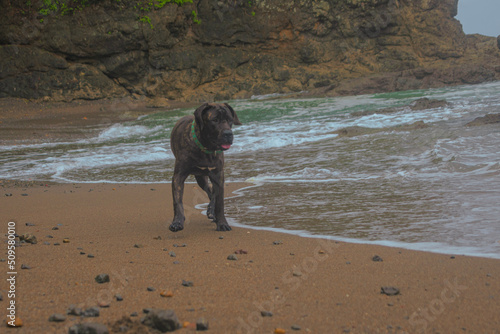 Cane Corso am Strand © CostaRicaPics