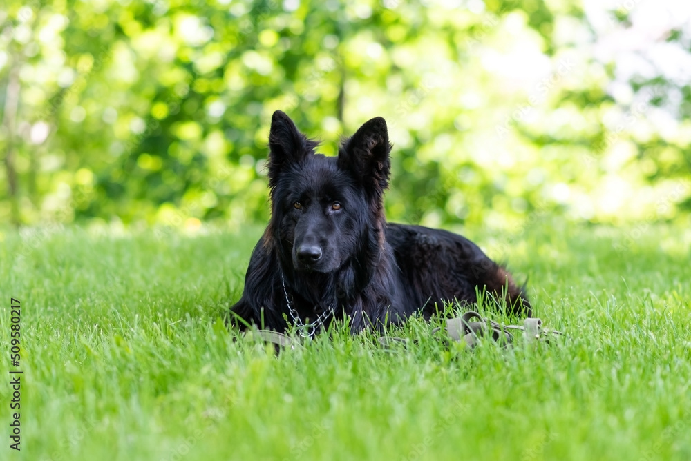 Beautiful black shepherd dog on the grass, on a green background. Beautiful black shepherd dog on the grass, on a green background.