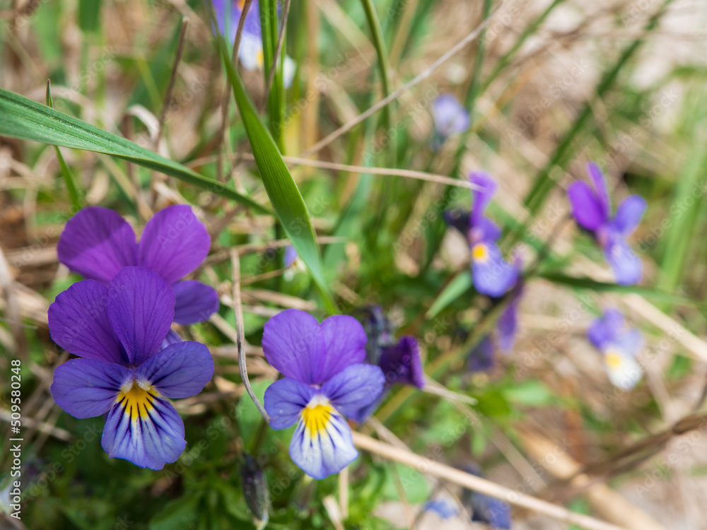 Fototapeta premium wildes Stiefmütterchen / Viola tricolor