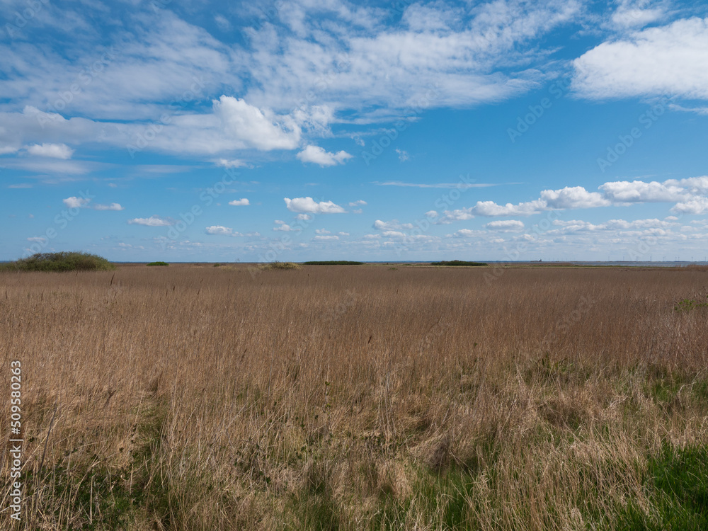 Ausblick auf ein weites Feld mit Reet vor einem sommerlichen blauen Himmel