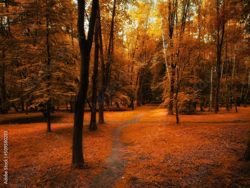 Beautiful autumn forest in golden tones. Yellow leaves on the trees. Magical morning in the forest.