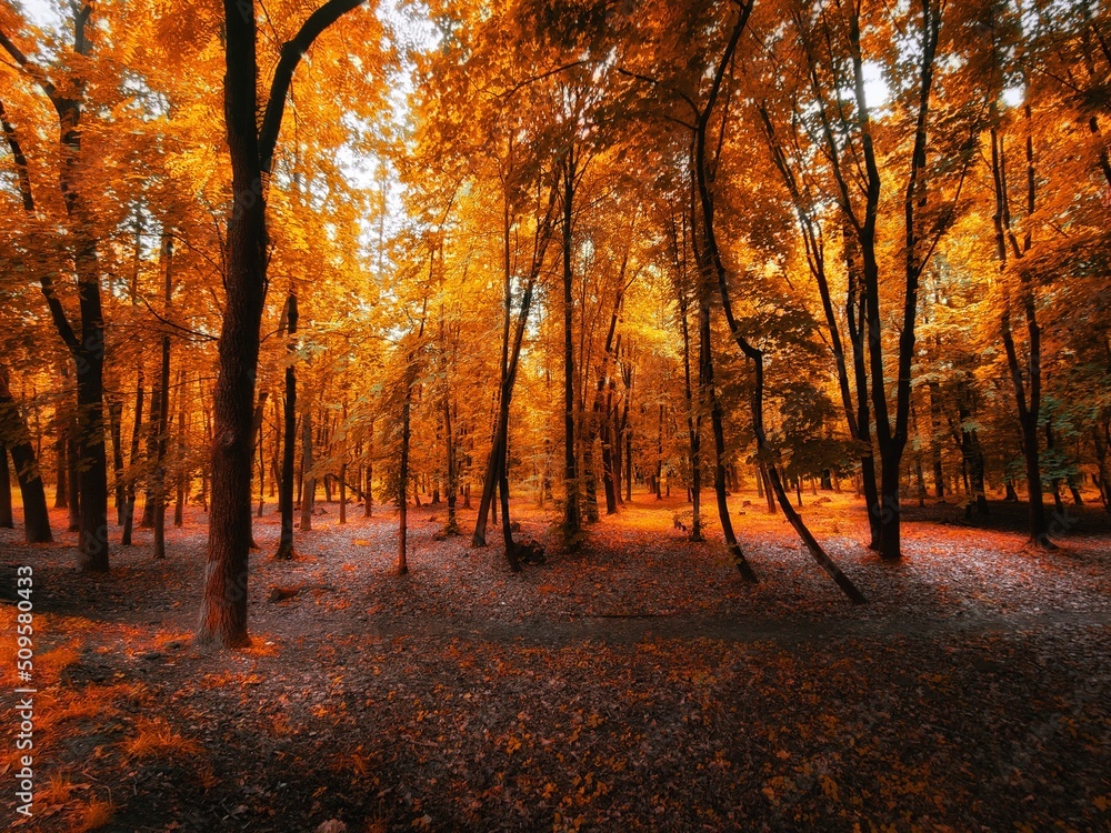 Fototapeta premium Beautiful autumn forest in golden tones. Yellow leaves on the trees. Magical morning in the forest.