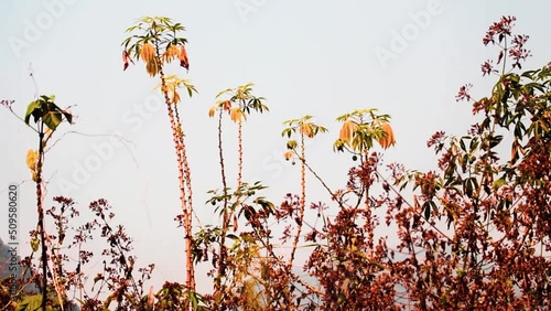 Several self-seeded cassava plants (Manihot esculenta) in a winter field, food tuber plant cultivated in many tropical areas, edible plants. Laos photo