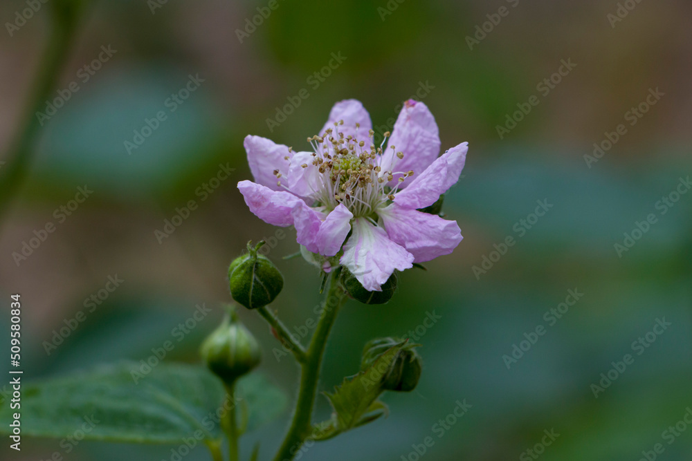 Blackberry. Blooming blackberry flower. selective focus Blackberry. Blooming blackberry flower. selective focus