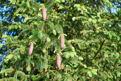  młode szyszki świerka pospolitego z bliska, ,Picea abies, 