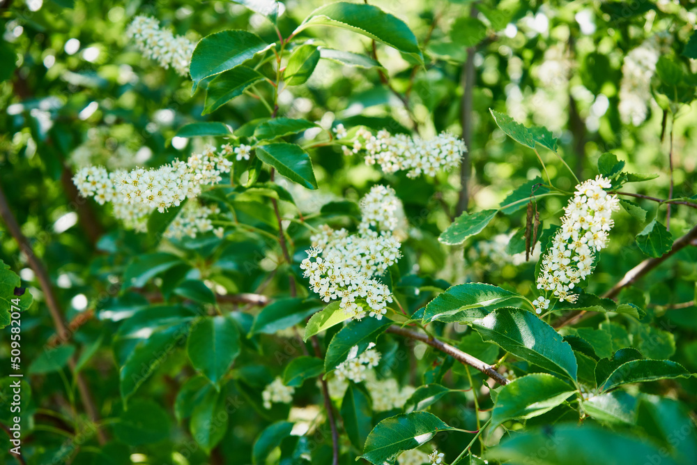 Czeremcha amerykańska , czeremcha późna ,Prunus serotina Czeremcha amerykańska , czeremcha późna ,Prunus serotina