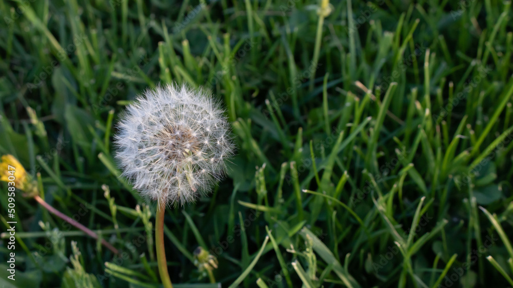 An abstract photo of a white flower, taraxacum, on green grass, background for presentation An abstract photo of a white flower, taraxacum, on green grass, background for presentation