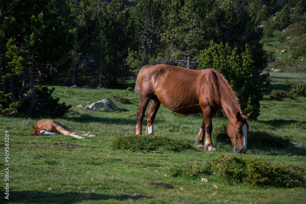 Fototapeta premium Chevaux de montagne