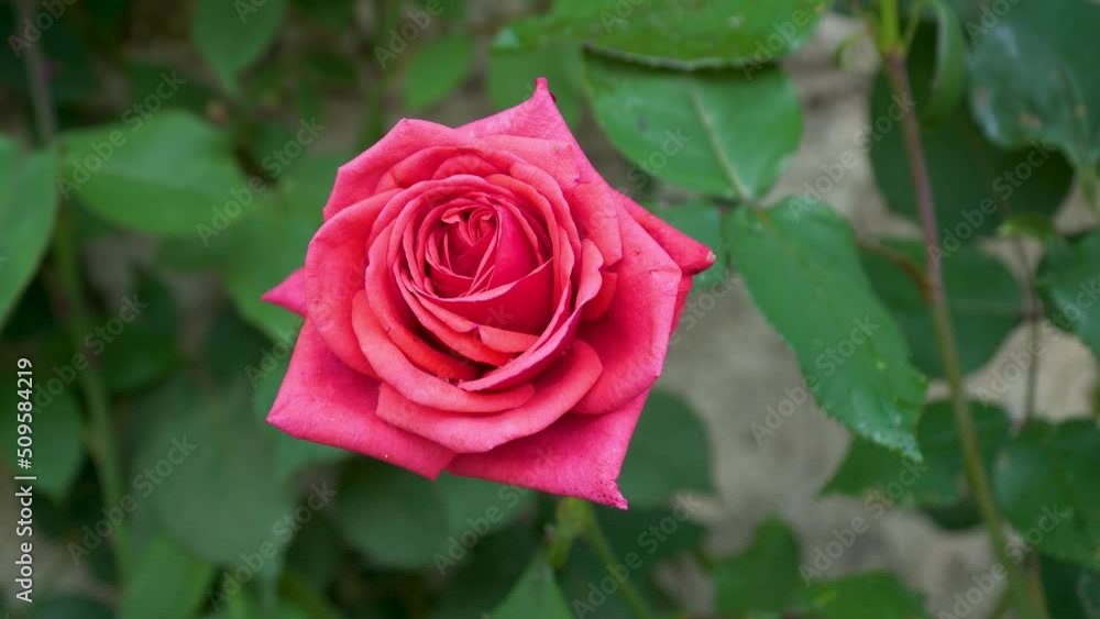 Scarlet rose in the morning sunlight, red flower, rose swaying in the wind Scarlet rose in the morning sunlight, red flower, rose swaying in the wind