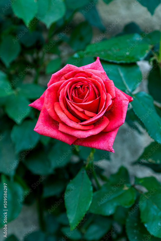 Scarlet rose in the morning sunlight, red flower, rose swaying in the wind Scarlet rose in the morning sunlight, red flower, rose swaying in the wind