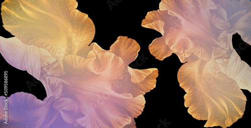 Grafika cyfrowa z motywem kwiatu irysa w odcieniach jasnej żółci i fioletu na czarnym tle, przeznaczona do druku na tkaninie, ozdobnym papierze oraz jako obraz na ścianę i fototapeta.