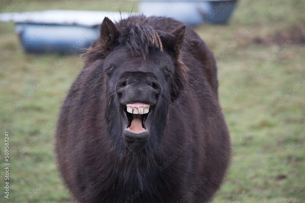 Fototapeta premium Poney dans leur prairie