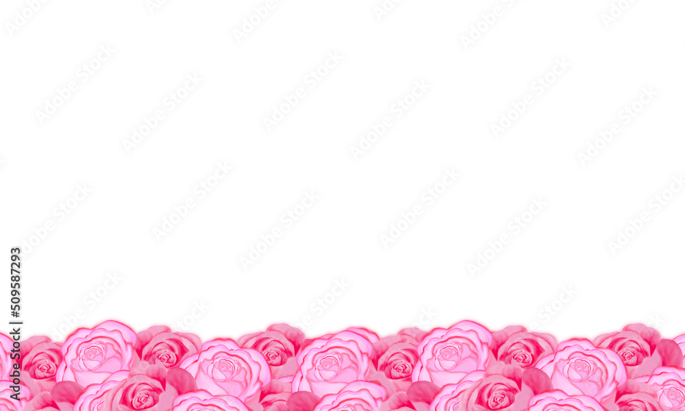 pink rose flower  with white space flower   background