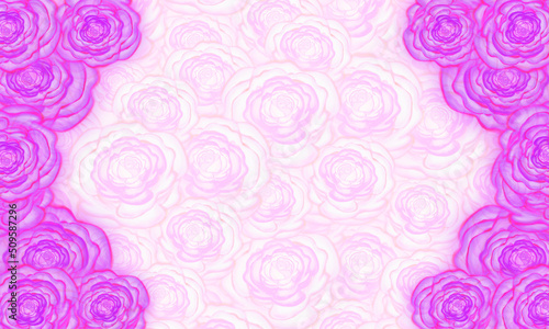 pink rose flower with white space flower background