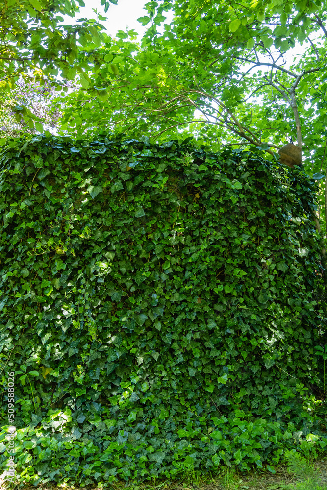 Decorative hedge with green English ivy (Hedera helix, European ivy) covers compost heap. Evergreen landscaped garden. Original texture of natural greenery. Nature concept for design. Selective focus.