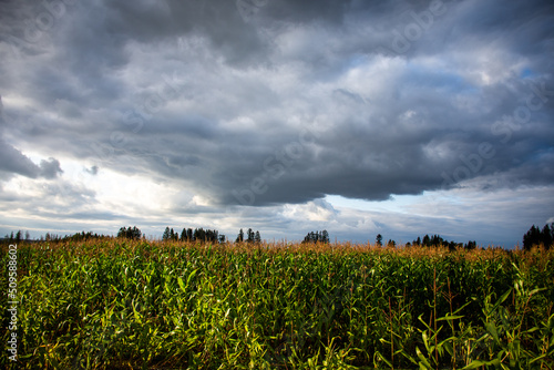 field of corn