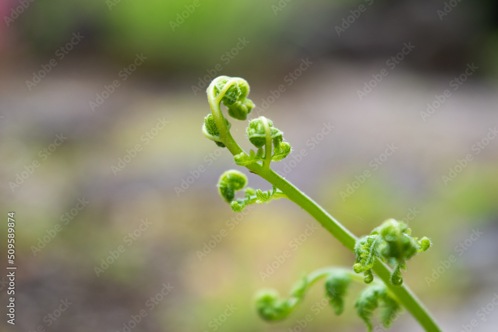 A fern sprout in bokeh background, close-up 3 A fern sprout in bokeh background, close-up 3