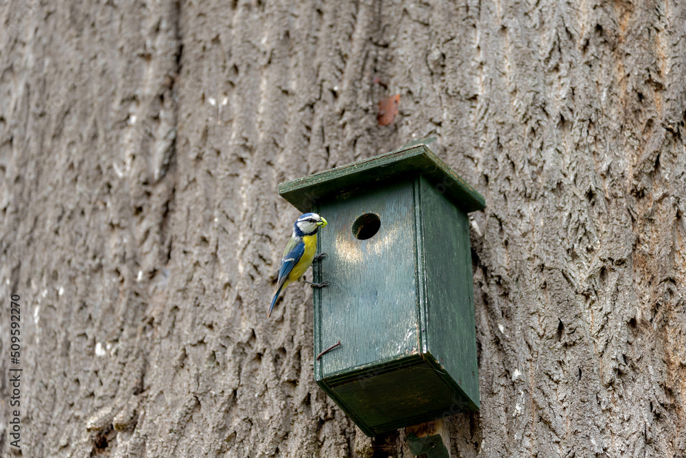 Eurasian blue tit on wooden bird house on tree trunk, Seeking worm for newborn juvenile in bird's nest, Cyanistes caeruleus is a small passerine bird in the tit family, Spawning and breeding season.