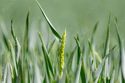 Selective focus of grain on the field, Triticum aestivum common bread wheat, Young ears of green rye in the farm in spring, Agriculture industry in countryside, Nature pattern background.