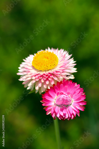                                        Colorful flower heads of the  Pincushion flower  Snow Maiden  Scabiosa  Matsumushiso   close up macro photography.