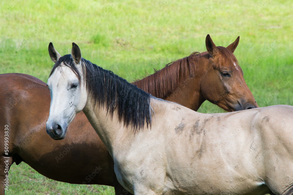 Fototapeta premium Poney dans leur prairie