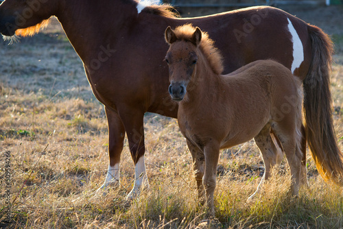 Poney dans leur prairie