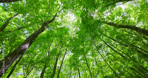 色鮮やかな新緑の木が生える山奥の森