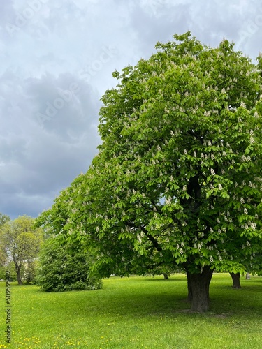 blooming chestnut tree in the green field