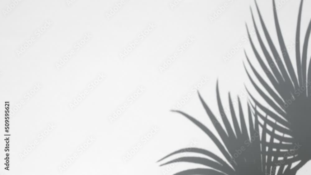 Palm or Fern shadow on white wall. Slow Motion. Minimal abstract background with shadows of tropical leaves. Presentation of cosmetic product. Podium. Showcase, display case. Mockup Palm or Fern shadow on white wall. Slow Motion. Minimal abstract background with shadows of tropical leaves. Presentation of cosmetic product. Podium. Showcase, display case. Mockup