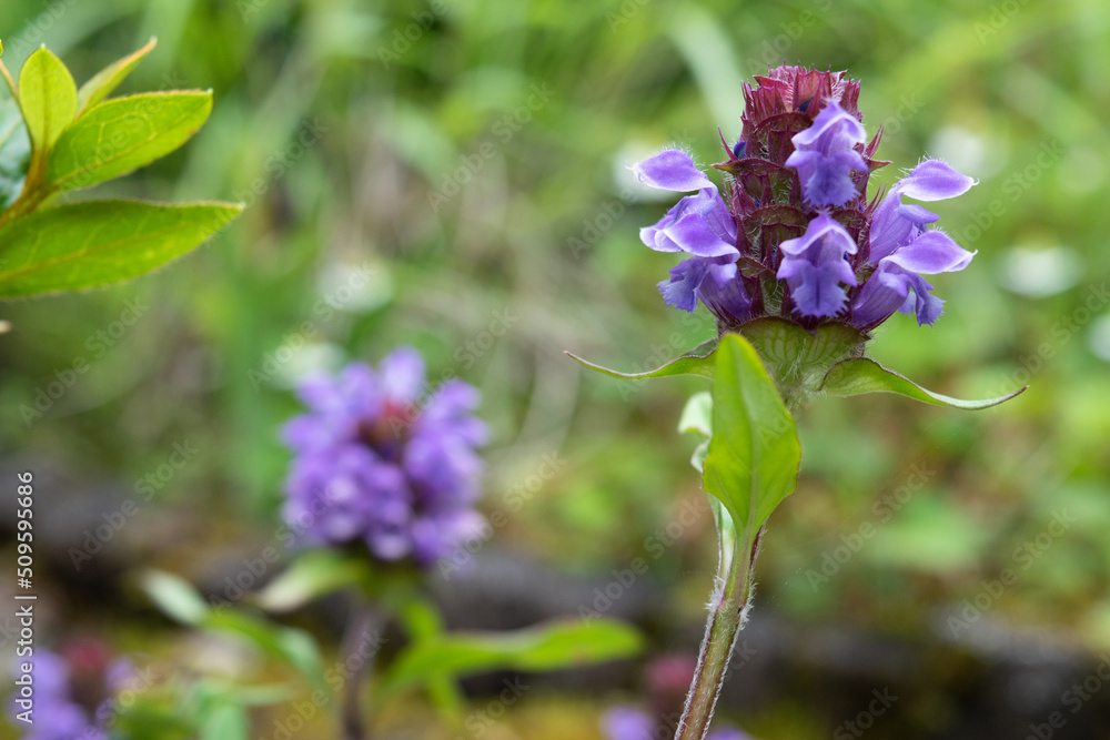 Selfheal flowers in the garden Selfheal flowers in the garden